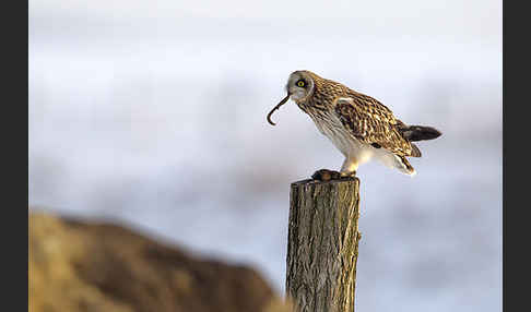 Sumpfohreule (Asio flammeus)