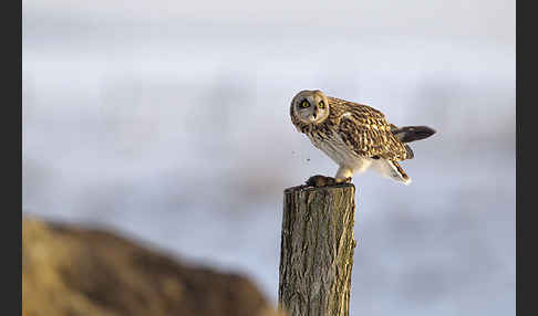 Sumpfohreule (Asio flammeus)