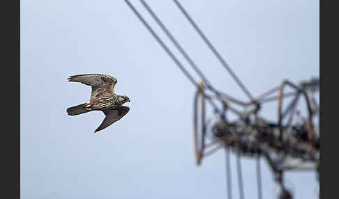 Sakerfalke (Falco cherrug)