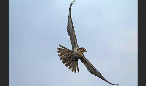 Sakerfalke (Falco cherrug)