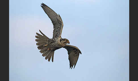 Sakerfalke (Falco cherrug)