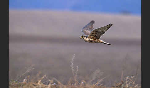 Sakerfalke (Falco cherrug)