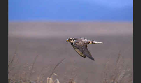 Sakerfalke (Falco cherrug)