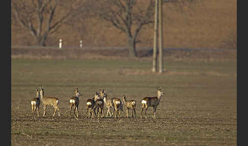 Rehwild (Capreolus capreolus)