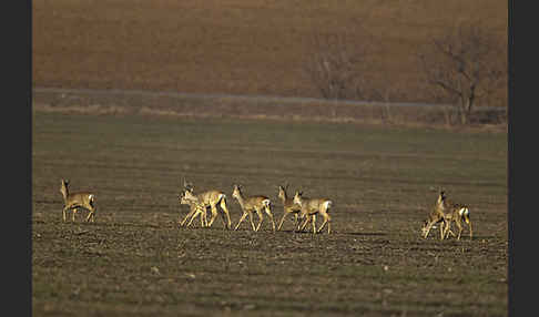 Rehwild (Capreolus capreolus)