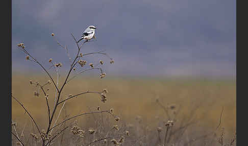 Raubwürger (Lanius excubitor koenigi)