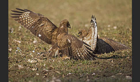 Mäusebussard (Buteo buteo)