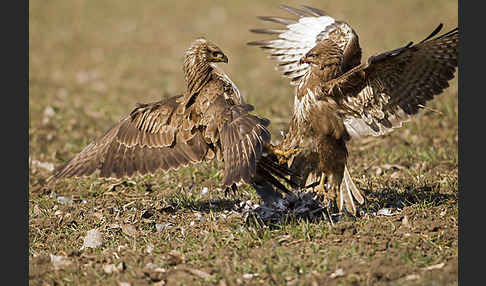 Mäusebussard (Buteo buteo)