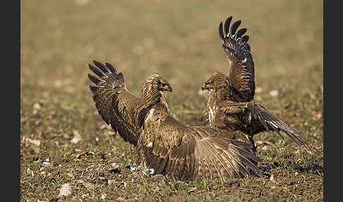 Mäusebussard (Buteo buteo)