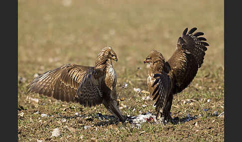 Mäusebussard (Buteo buteo)