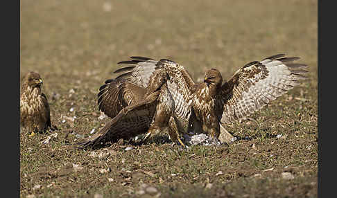 Mäusebussard (Buteo buteo)