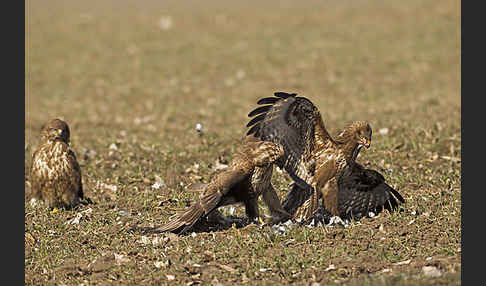 Mäusebussard (Buteo buteo)