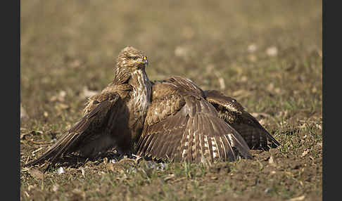 Mäusebussard (Buteo buteo)