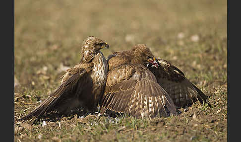 Mäusebussard (Buteo buteo)