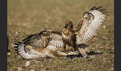 Mäusebussard (Buteo buteo)