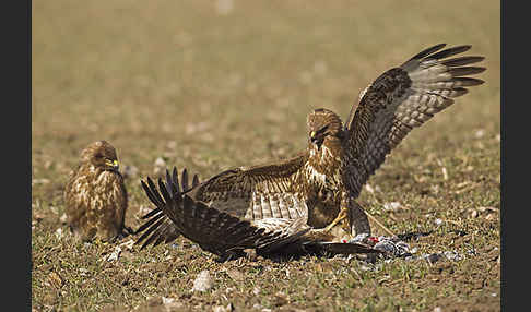 Mäusebussard (Buteo buteo)