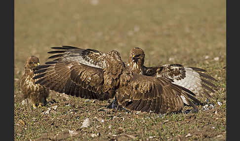 Mäusebussard (Buteo buteo)