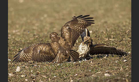 Mäusebussard (Buteo buteo)