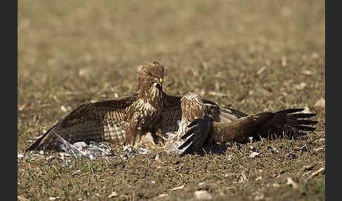 Mäusebussard (Buteo buteo)