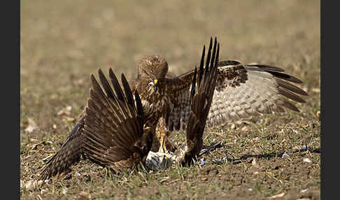 Mäusebussard (Buteo buteo)