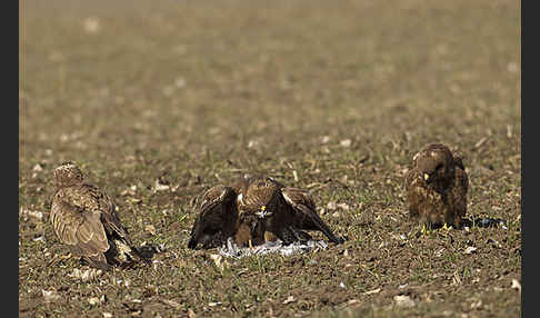 Mäusebussard (Buteo buteo)