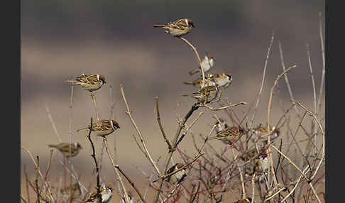 Feldsperling (Passer montanus)