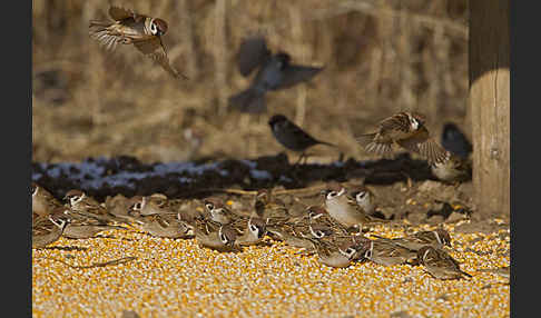 Feldsperling (Passer montanus)