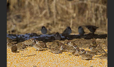 Feldsperling (Passer montanus)