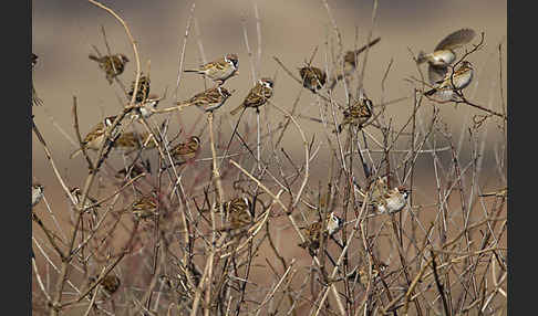 Feldsperling (Passer montanus)