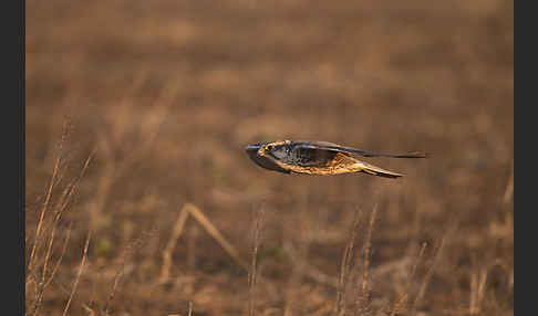 Sakerfalke (Falco cherrug)