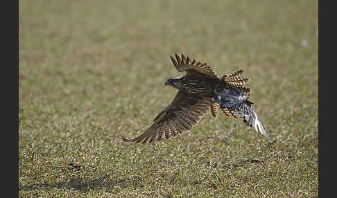 Sakerfalke (Falco cherrug)