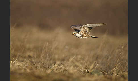 Sakerfalke (Falco cherrug)