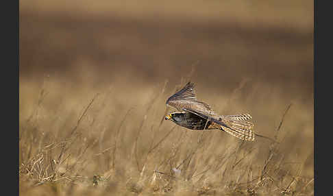 Sakerfalke (Falco cherrug)