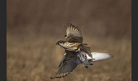 Sakerfalke (Falco cherrug)