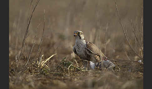 Sakerfalke (Falco cherrug)