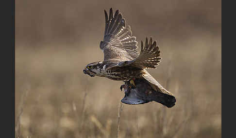 Sakerfalke (Falco cherrug)