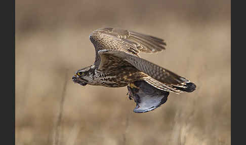 Sakerfalke (Falco cherrug)