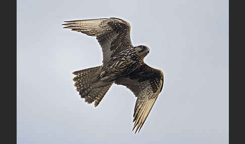 Sakerfalke (Falco cherrug)