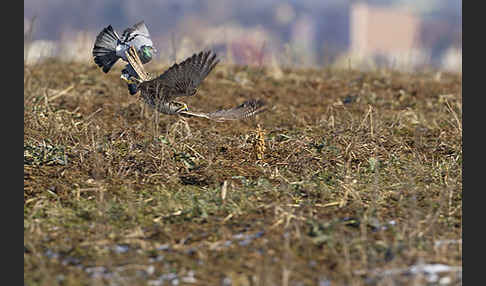 Sakerfalke (Falco cherrug)