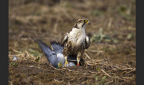 Sakerfalke (Falco cherrug)