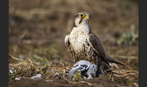 Sakerfalke (Falco cherrug)