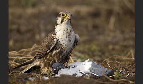 Sakerfalke (Falco cherrug)