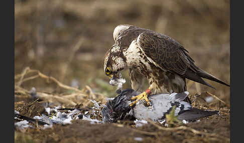 Sakerfalke (Falco cherrug)