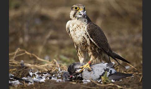 Sakerfalke (Falco cherrug)