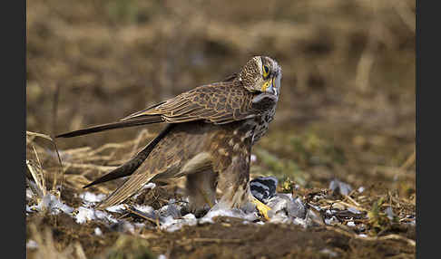 Sakerfalke (Falco cherrug)