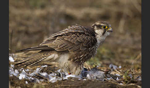 Sakerfalke (Falco cherrug)