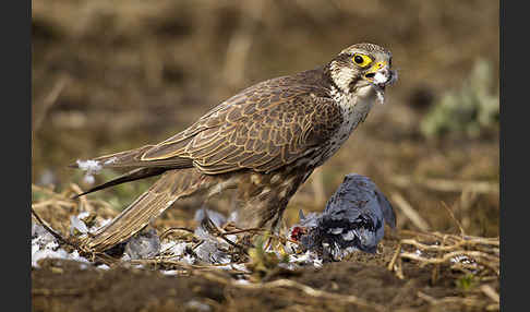 Sakerfalke (Falco cherrug)