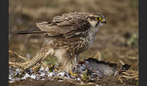 Sakerfalke (Falco cherrug)