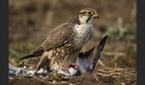 Sakerfalke (Falco cherrug)