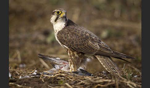 Sakerfalke (Falco cherrug)